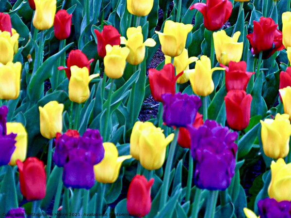Colourful tulips Picture Board by Stephanie Moore