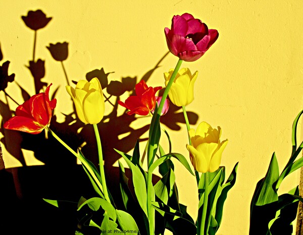 Tulip Shadows Picture Board by Stephanie Moore