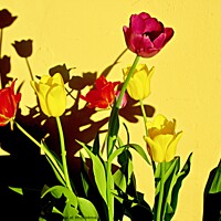 Buy canvas prints of Tulip Shadows by Stephanie Moore