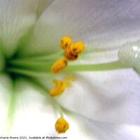 Buy canvas prints of White Lily by Stephanie Moore