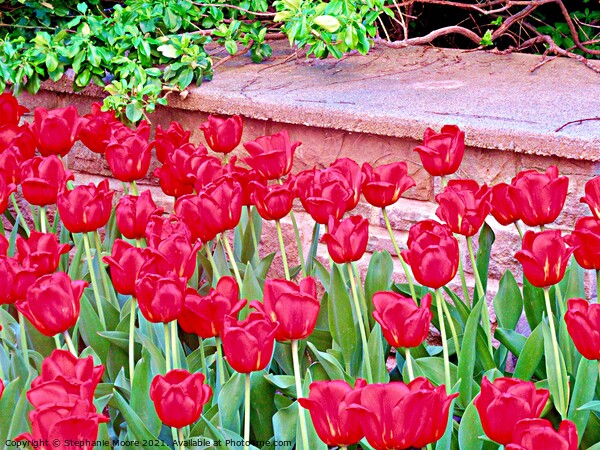Red tulips Picture Board by Stephanie Moore