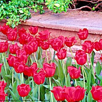 Buy canvas prints of Red tulips by Stephanie Moore