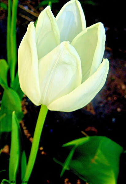 White tulip Picture Board by Stephanie Moore