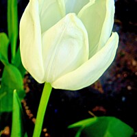 Buy canvas prints of White tulip by Stephanie Moore