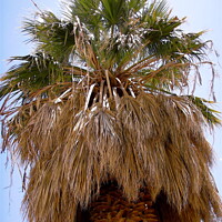 Buy canvas prints of Palm Tree by Stephanie Moore