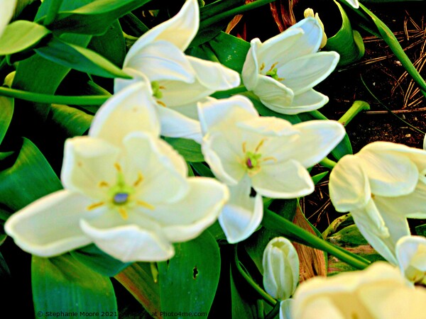 White tulips Picture Board by Stephanie Moore