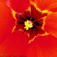 Buy canvas prints of Tulip heart by Stephanie Moore