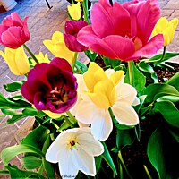 Buy canvas prints of Bright Tulips by Stephanie Moore