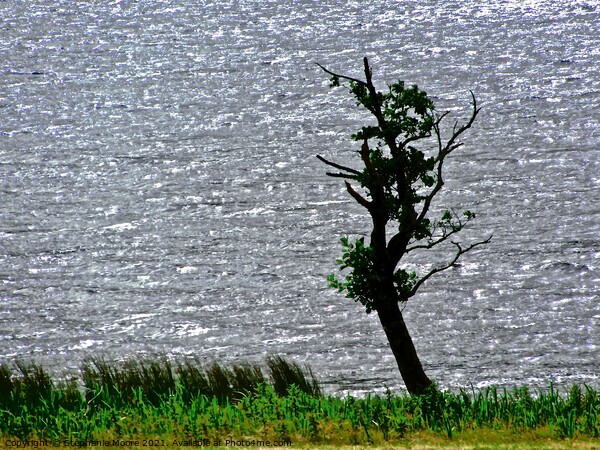 Solitary Tree Picture Board by Stephanie Moore