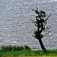 Buy canvas prints of Solitary Tree by Stephanie Moore