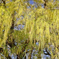 Buy canvas prints of Enormous Willow tree by Stephanie Moore