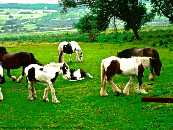 Vanner Horses in the rain Picture Board by Stephanie Moore