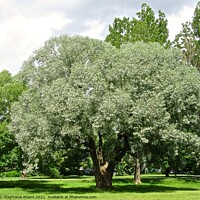 Buy canvas prints of Summer Trees by Stephanie Moore