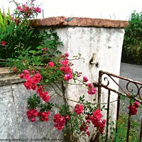 Buy canvas prints of Roses at a garden gate by Stephanie Moore