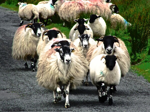 Flock of sheep on a country road Picture Board by Stephanie Moore