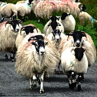 Buy canvas prints of Flock of sheep on a country road by Stephanie Moore