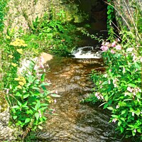 Buy canvas prints of Flowers on the banks of a stream by Stephanie Moore