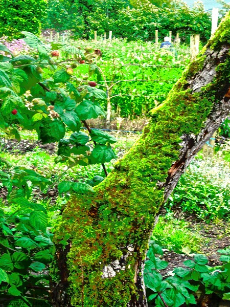 All the Shades of Green Picture Board by Stephanie Moore