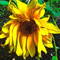Buy canvas prints of Sad Sunflower by Stephanie Moore
