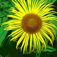 Buy canvas prints of Sunflower by Stephanie Moore