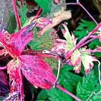 Buy canvas prints of Bright pink leaves by Stephanie Moore