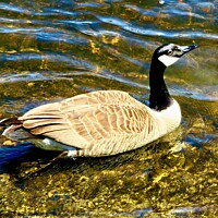 Buy canvas prints of Canada Goose by Stephanie Moore