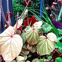 Buy canvas prints of Plant leaves by Stephanie Moore