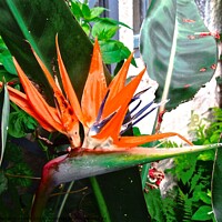 Buy canvas prints of Bird of Paradise by Stephanie Moore