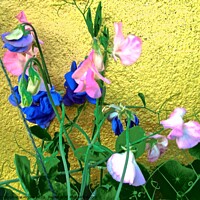Buy canvas prints of Pink and blue Flowers by Stephanie Moore