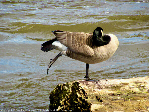 Canada goose Yoga Picture Board by Stephanie Moore