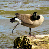 Buy canvas prints of Canada goose Yoga by Stephanie Moore