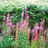 Buy canvas prints of Fireweed by Stephanie Moore