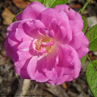 Buy canvas prints of Pink Rose by Stephanie Moore