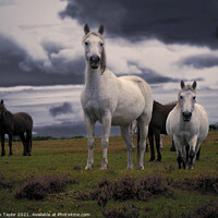 Buy canvas prints of New Forest Ponies by Nik Taylor