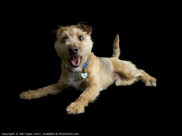 Happy Terrier Picture Board by Nik Taylor
