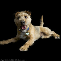 Buy canvas prints of Happy Terrier by Nik Taylor