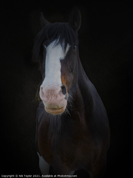 Shire horse portrait Picture Board by Nik Taylor