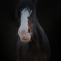 Buy canvas prints of Shire horse portrait by Nik Taylor