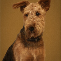 Buy canvas prints of Airedale Terrier by Nik Taylor