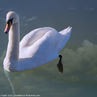 Buy canvas prints of Floating swan by Nik Taylor