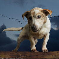 Buy canvas prints of Jack Russell by Nik Taylor