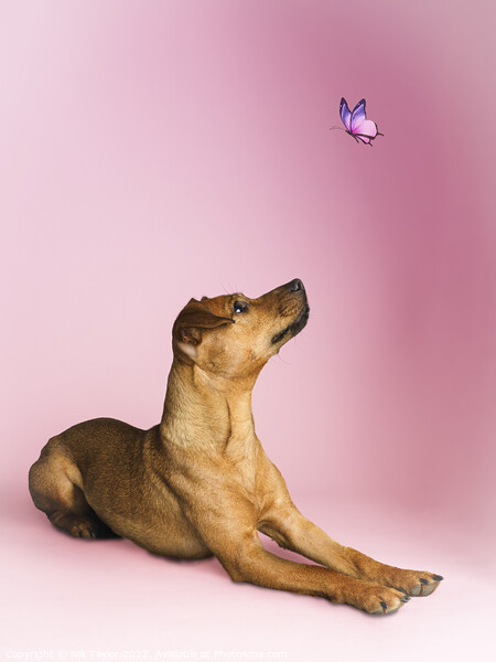 Dog and a butterfly Picture Board by Nik Taylor