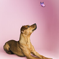Buy canvas prints of Dog and a butterfly by Nik Taylor