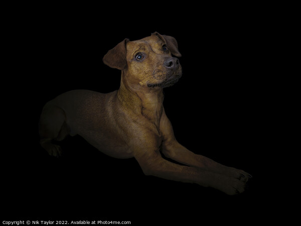 Patterdale Terrier Picture Board by Nik Taylor