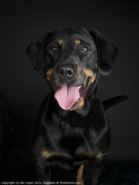 Rottweiler dog portrait Picture Board by Nik Taylor