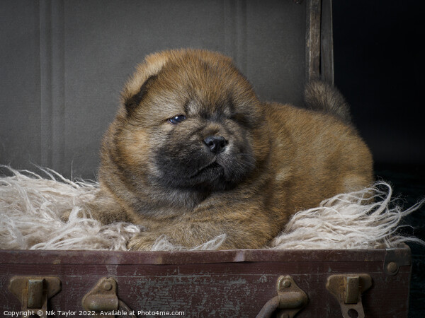 Chow Chow Puppy Picture Board by Nik Taylor