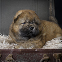 Buy canvas prints of Chow Chow Puppy by Nik Taylor