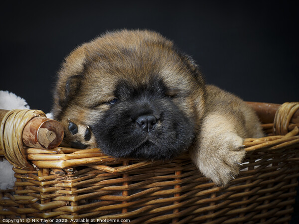 Puppy in a basket Picture Board by Nik Taylor