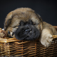 Buy canvas prints of Puppy in a basket by Nik Taylor