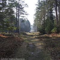 Buy canvas prints of The New Forest by Nik Taylor